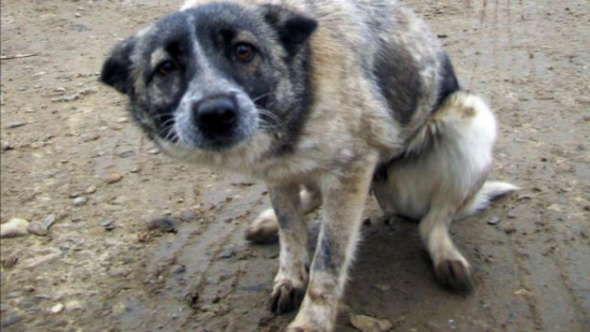 aspa 6 756 de caini fara stapan au fost prinsi in perioada septembrie 2013 ianuarie 2014