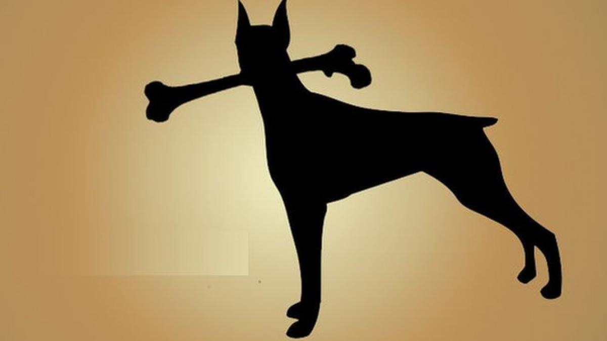 descoperire macabra la cluj picior uman gasit de maidanezi