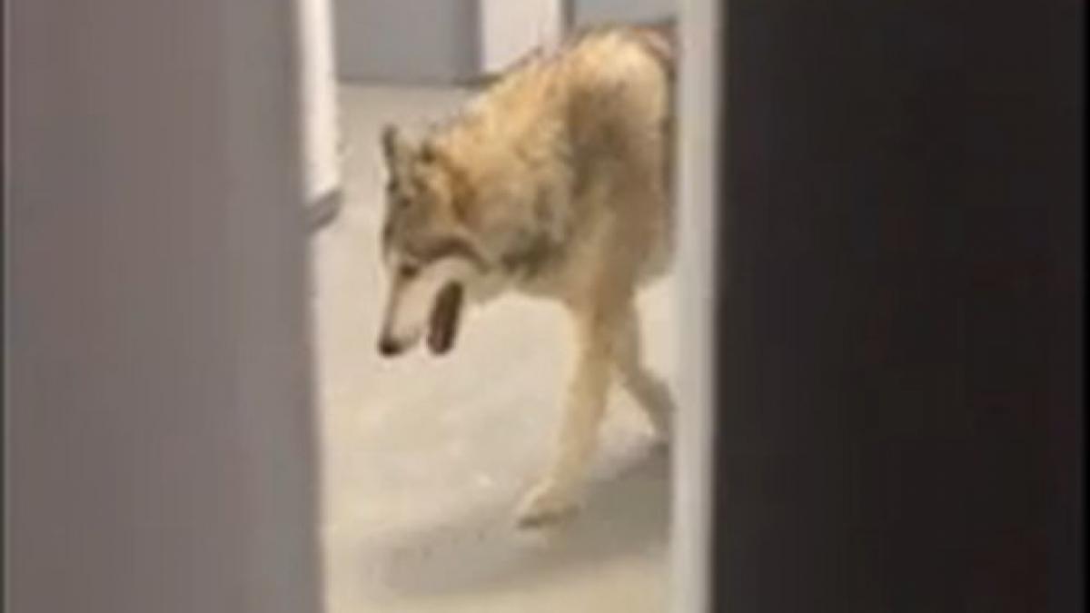 inregistrarea video in care aparea un lup in satul olimpic de la soci este un trucaj
