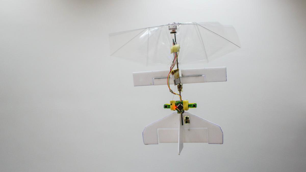 cea mai mica insecta drona din lume are 20 de grame