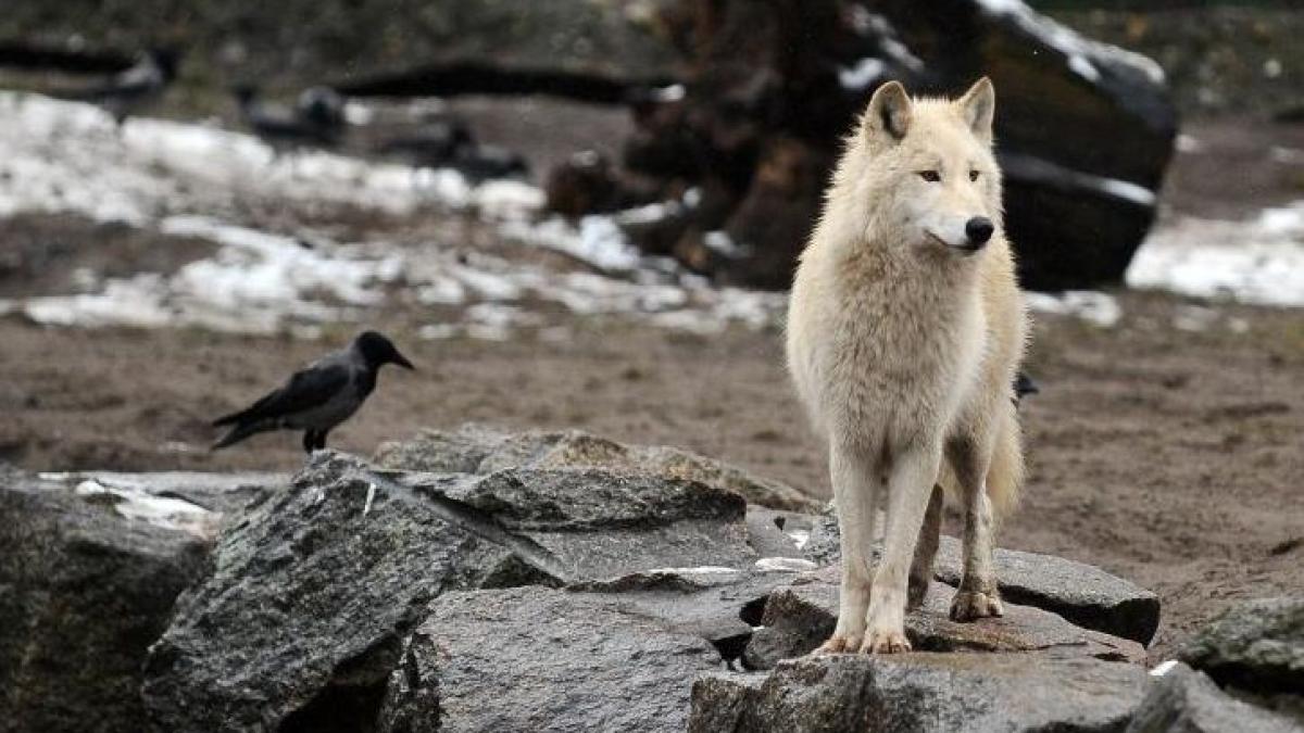 un barbat din bacau a fot prins de politisti in timp ce jupuia un lup