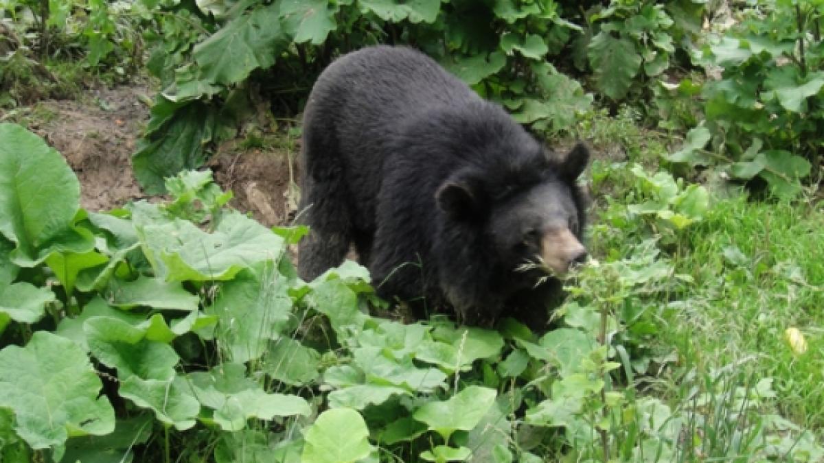ursii din muntii bulgari sunt inruditi genetic cu cei care traiesc in romania