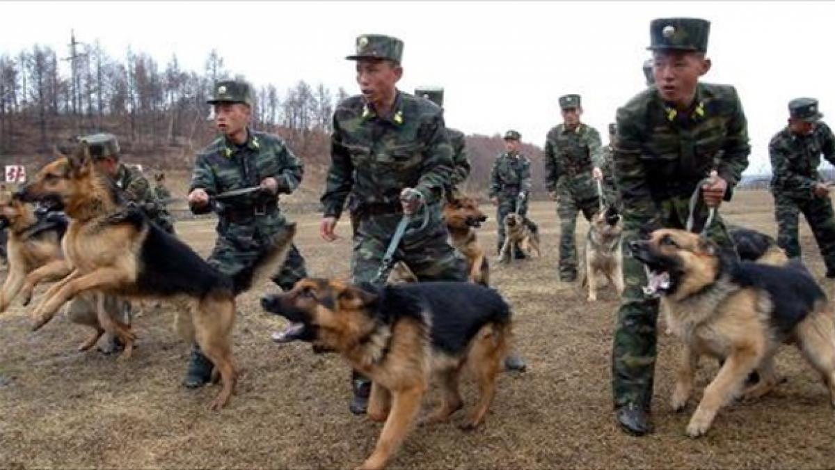 ororile din lumea noastra cinci copii au fost sfasiati de vii de caini erau o hrana speciala pentru