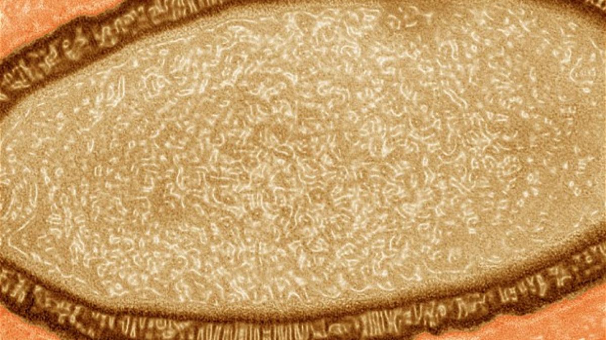 invie virusii vechi de 30 000 de ani din cauza incalzirii globale sanatatea publica in pericol