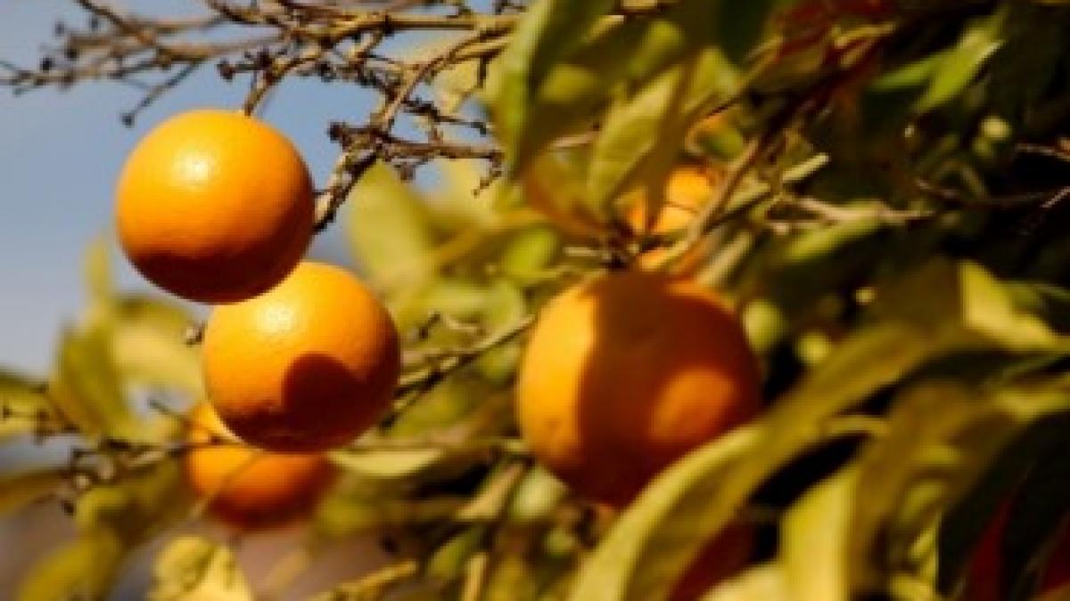 23 de lucruri pe care nu le stiai despre portocale