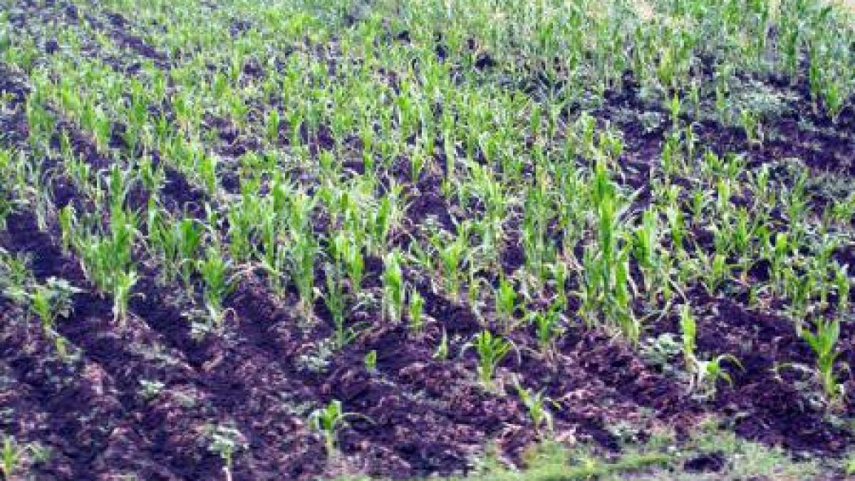 "Ar putea conduce la tulburări sociale şi războaie civile"! FAO avertizează în legătură cu riscul de penurie alimentară la nivel mondial 