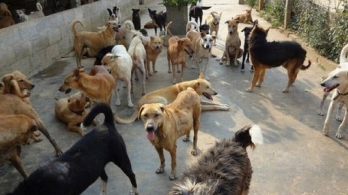 ce mai exporta romania maidanezii nostri invadeaza bulgaria