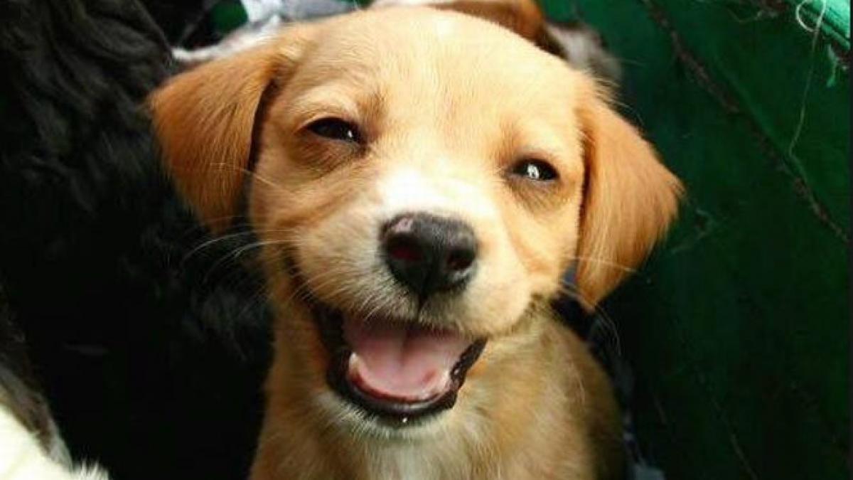 intra in vigoare noua legislatie privind identificarea cainilor cu stapan pana la ce data trebuie