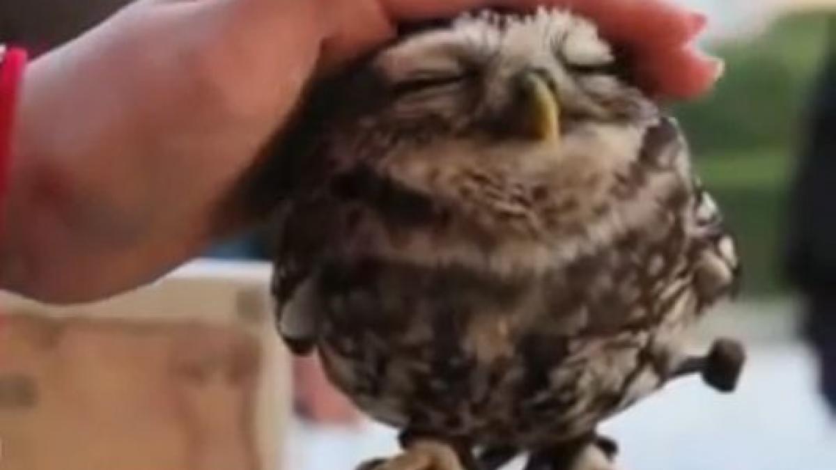 un video care iti va topi inima pare ca singura legatura dintre om si umanitate au ramas animalele