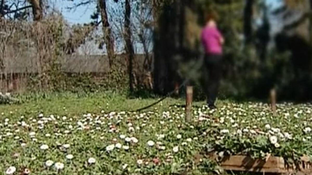 cine vrea sa si amenajeze gradina ieftin o poate face pe banii statului