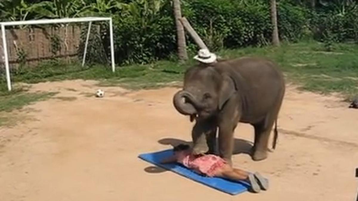 n ai vazut asa ceva masaj cu elefanti in loc de creme si uleiuri