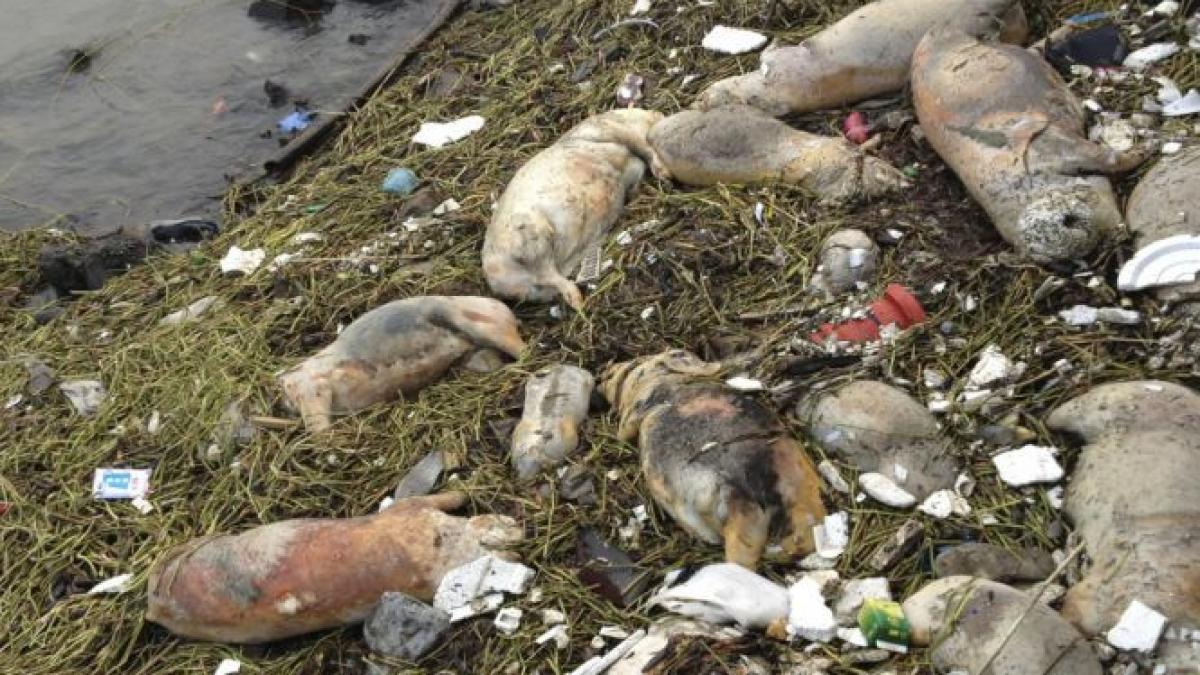 131 de porci morti au fost gasiti intr un rau din china
