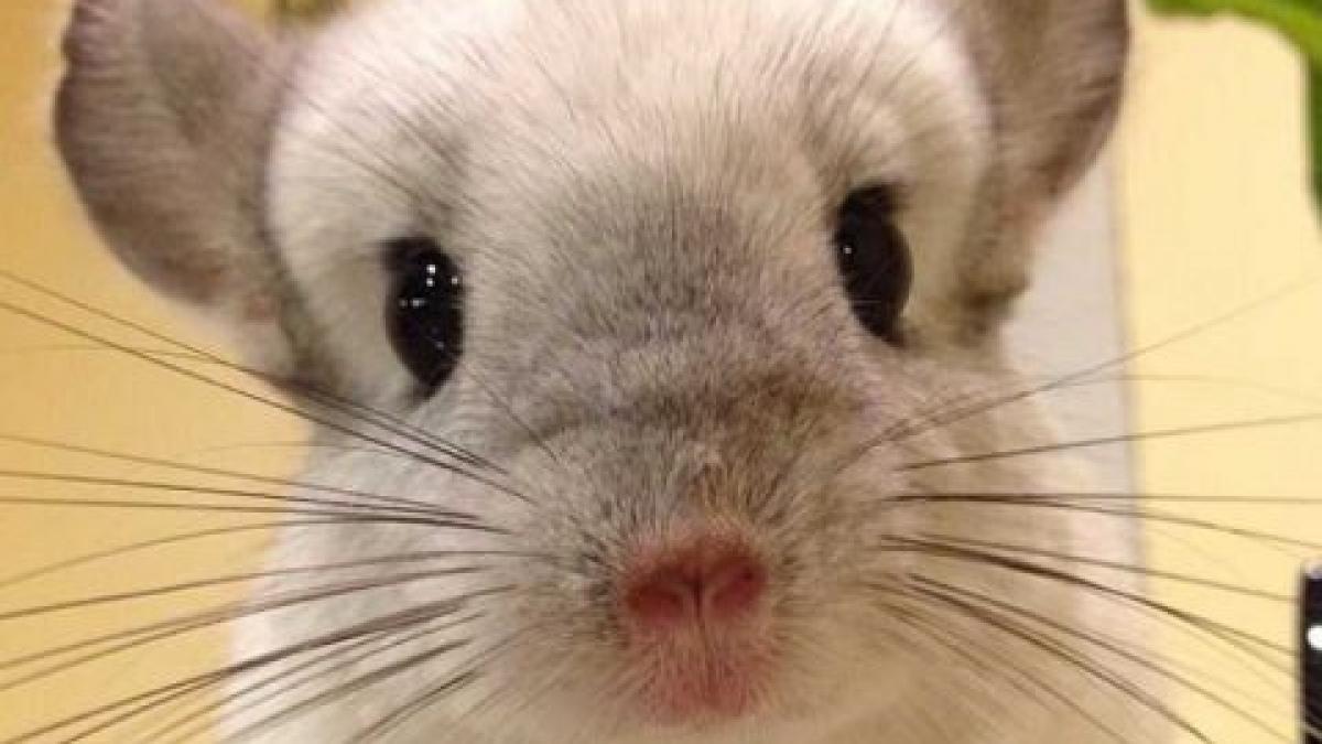 acestea sunt cele mai adorabile animalute de pe instagram sute de mii de oameni le urmaresc profilul