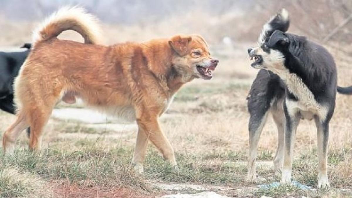 fetita de 3 ani omorata de caini medicii smurd traumatizati de ce au gasit la locul tragediei