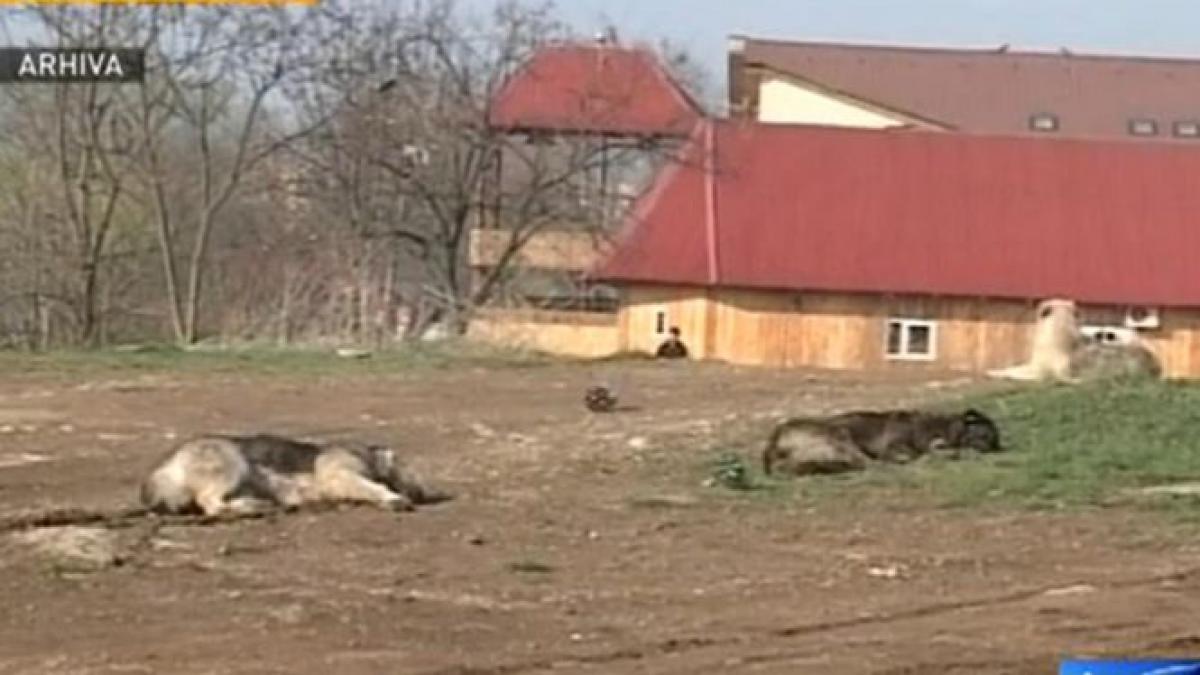 o femeie a fost gasita moarta in bucuresti avand urme de muscaturi de caine