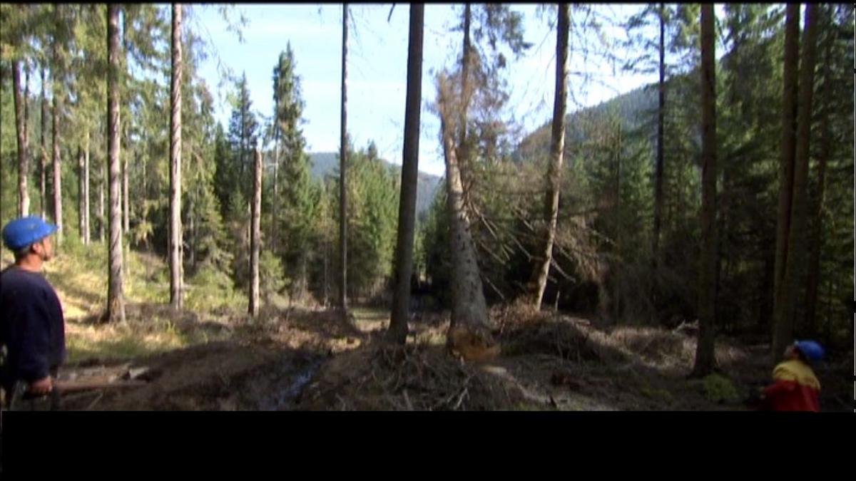 in premiera ce a mai ramas din padurile romaniei