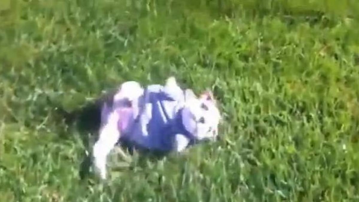 un pui de bulldog englez care prefera lucrurile simple in viata