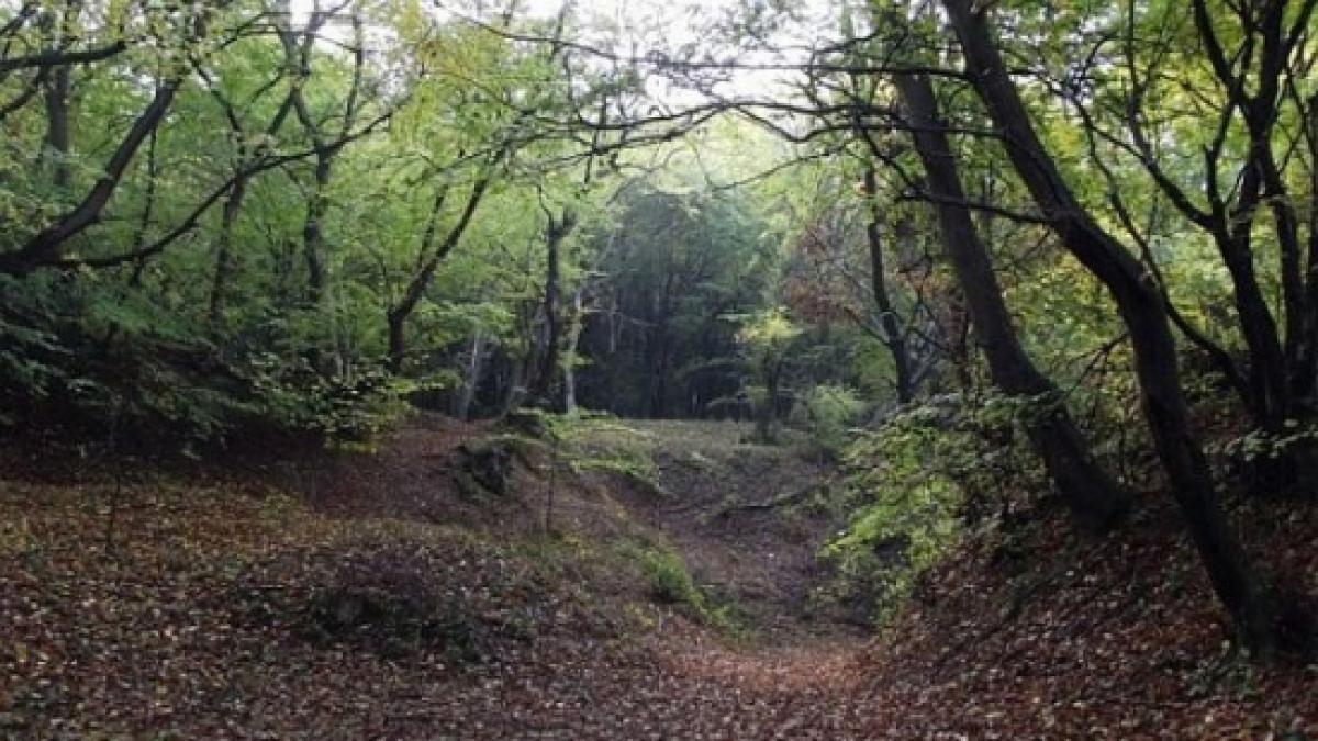 barbat din telorman ratacit intr o padure de langa lugoj