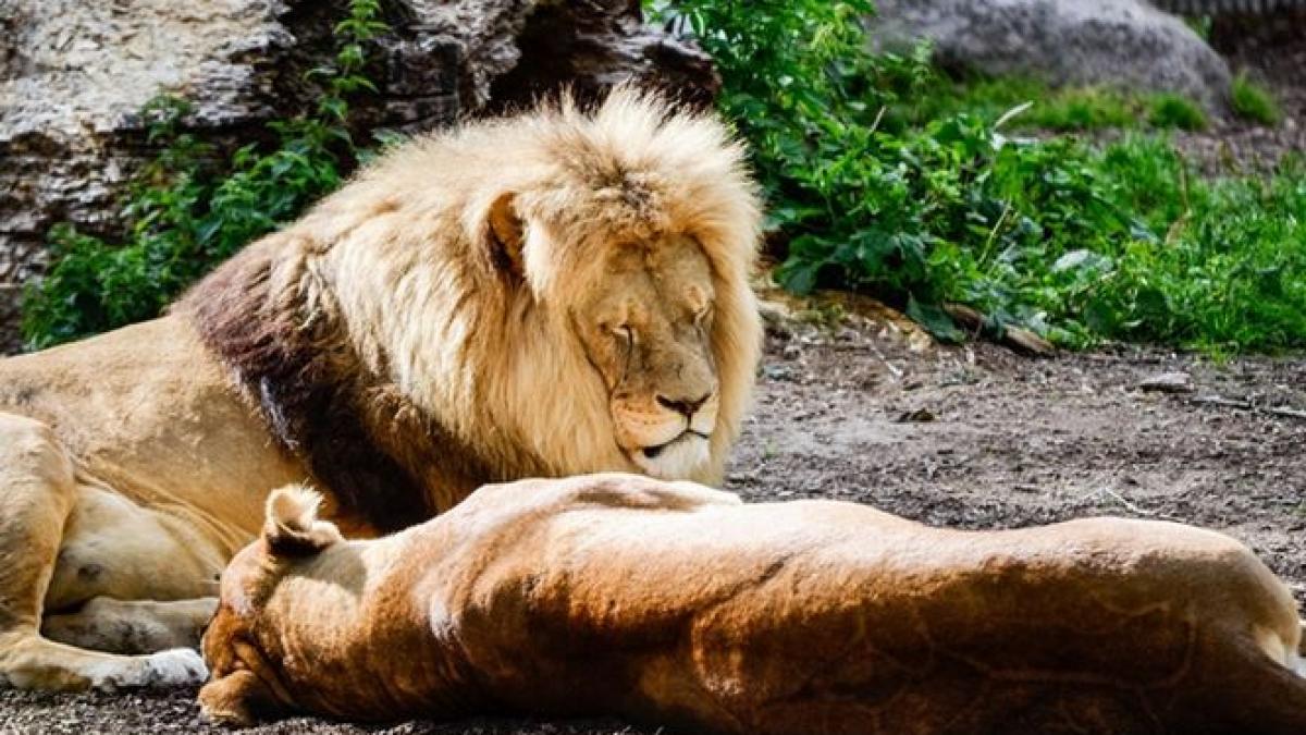 scandal la o gradina zoologica din danemarca patru lei printre care si doi pui au fost ucisi