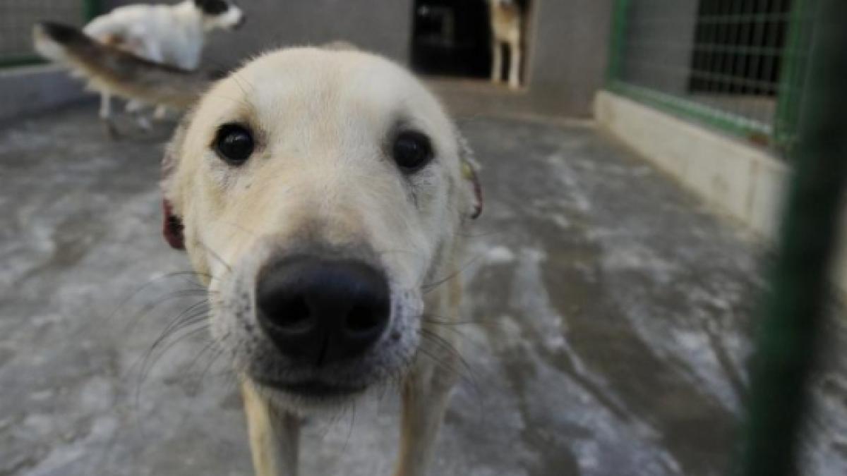 autoritatile belgiene avertizeaza un transport de caini vagabonzi din romania este in drum catre