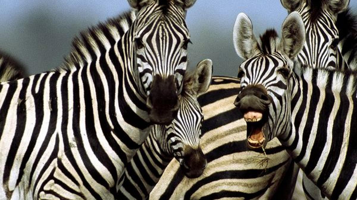 de ce au zebrele dungi care este prima explicatie sustinuta si de dovezi concrete