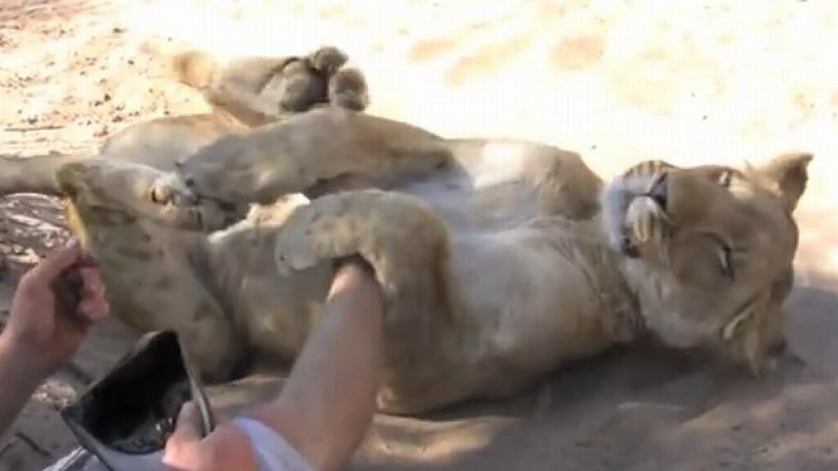 imagini impresionante momente de tandrete intre un leu si stapanul sau