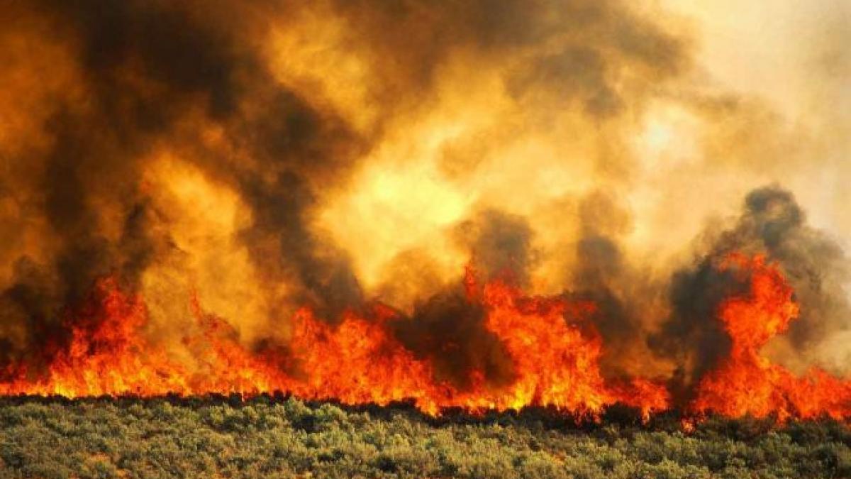 aproape 2 000 de hectare de teren s au facut scrum in mexic