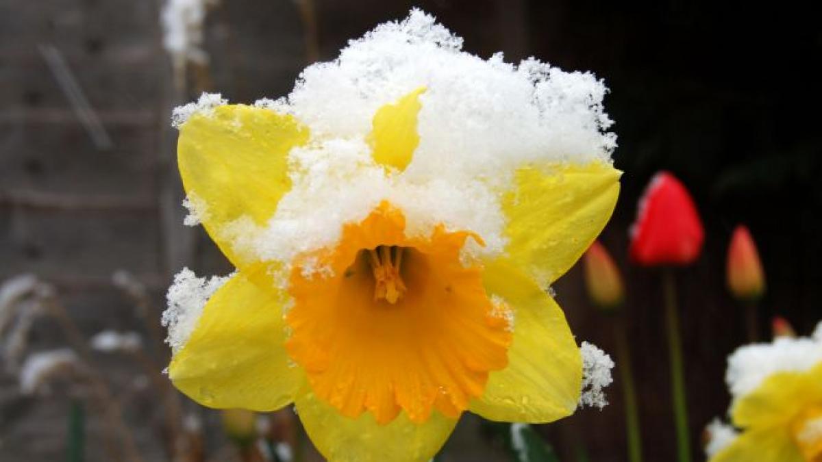 ninge in mijlocul primaverii e zapada mieilor spun romanii