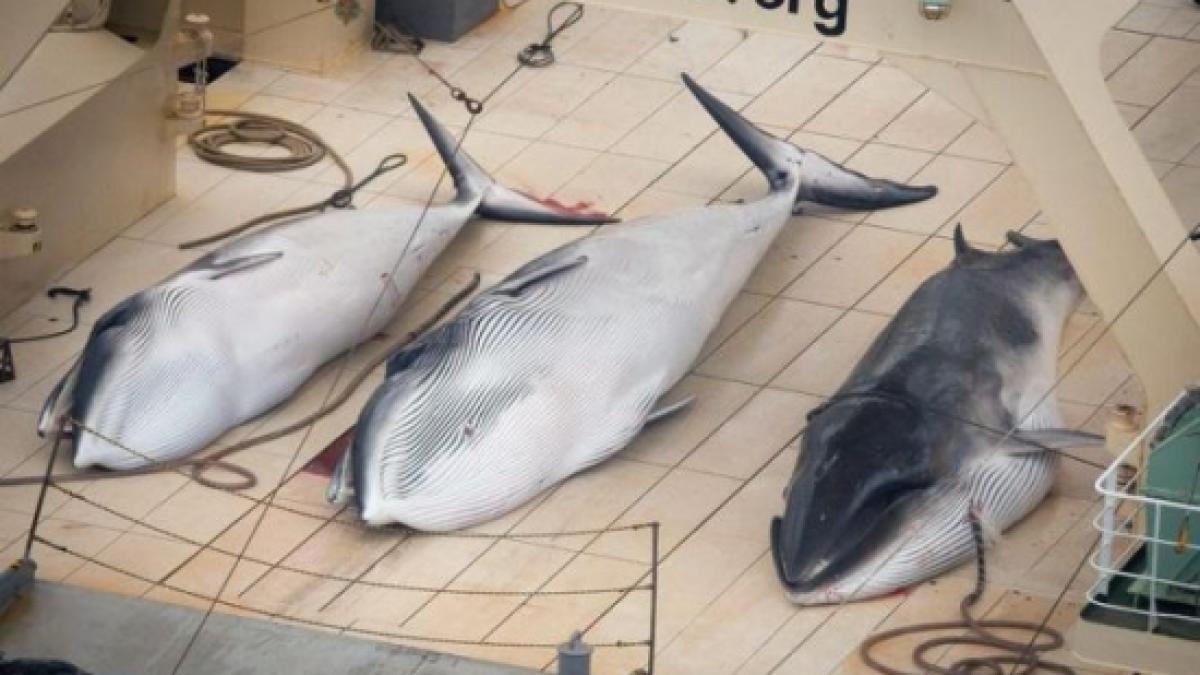 japonia a ucis 251 de balene in ultima campanie in antarctica inaintea interdictiei impuse de cij