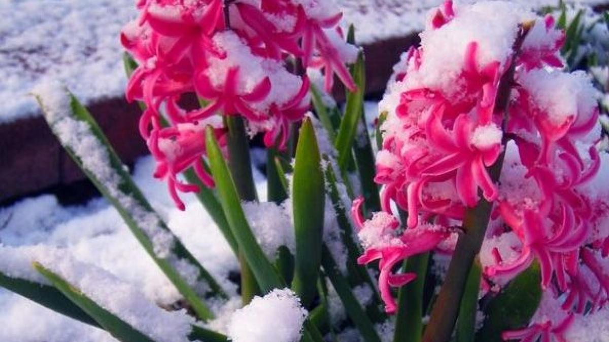 val de frig peste romania precipitatii sub forma de lapovita si ninsoare