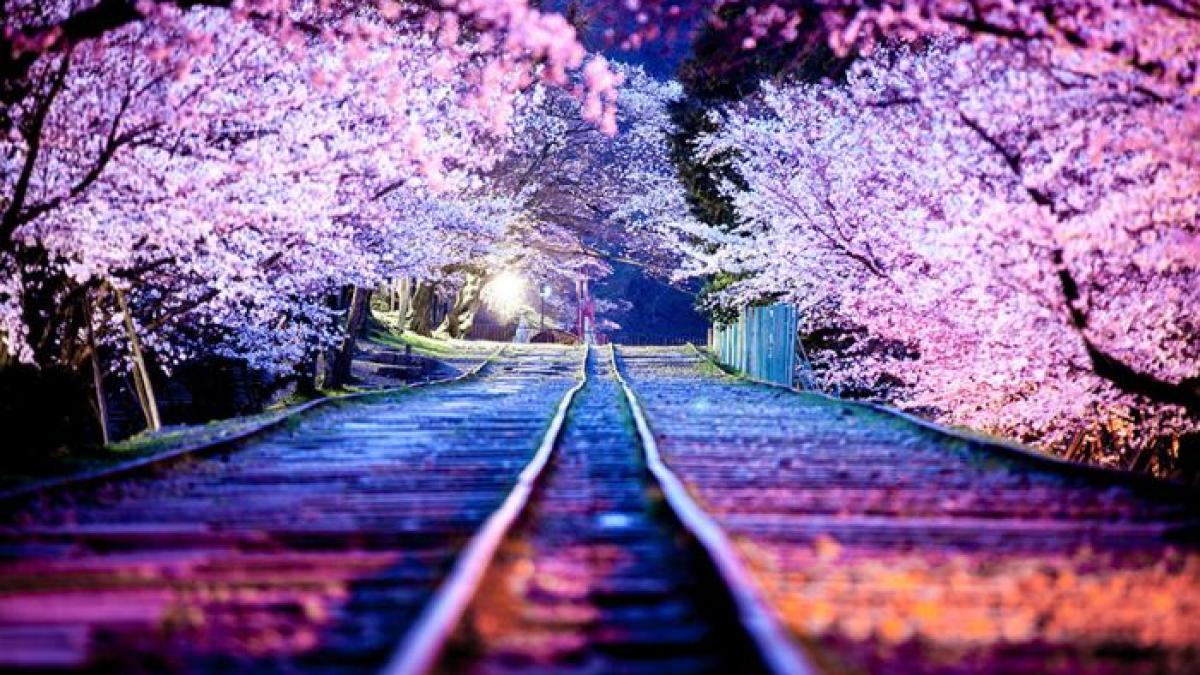 fotografii de o frumusete ireala au inflorit ciresii in japonia