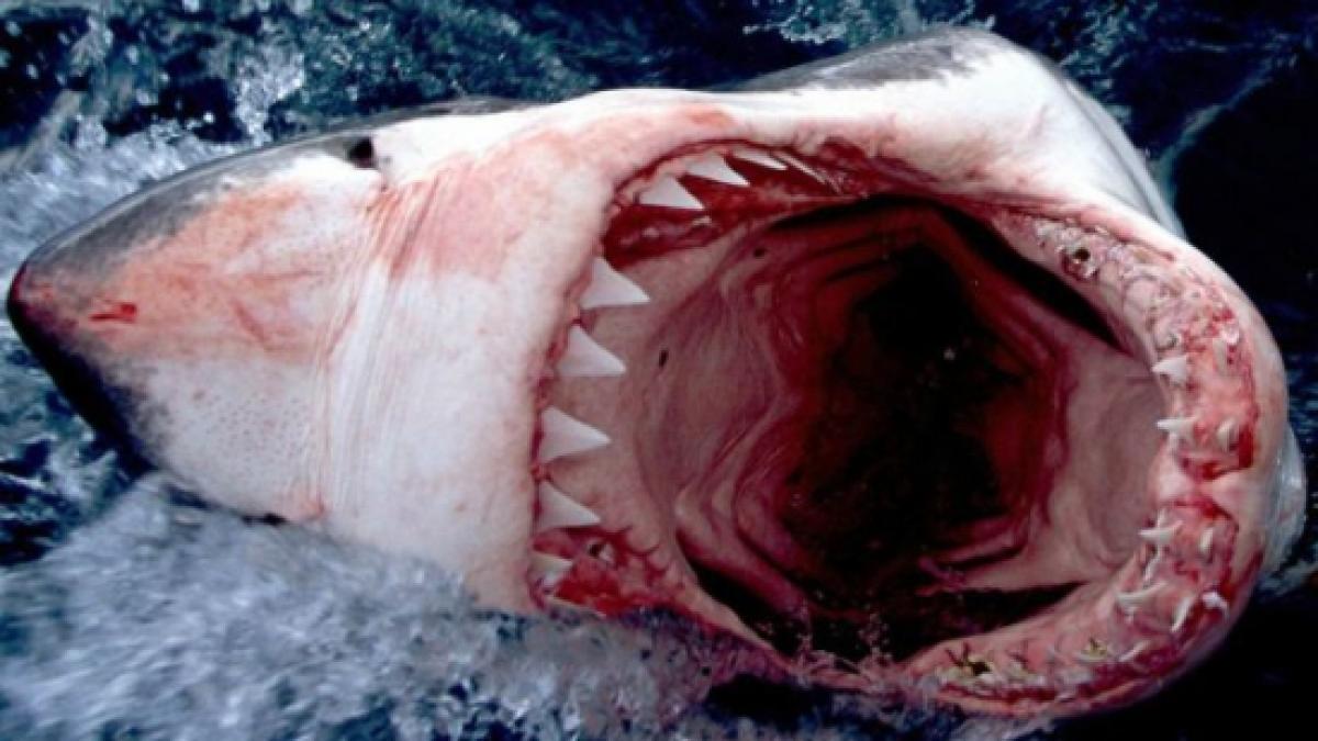 teroare pe o plaja din australia cei mai fiorosi locuitori ai oceanelor ataca din nou