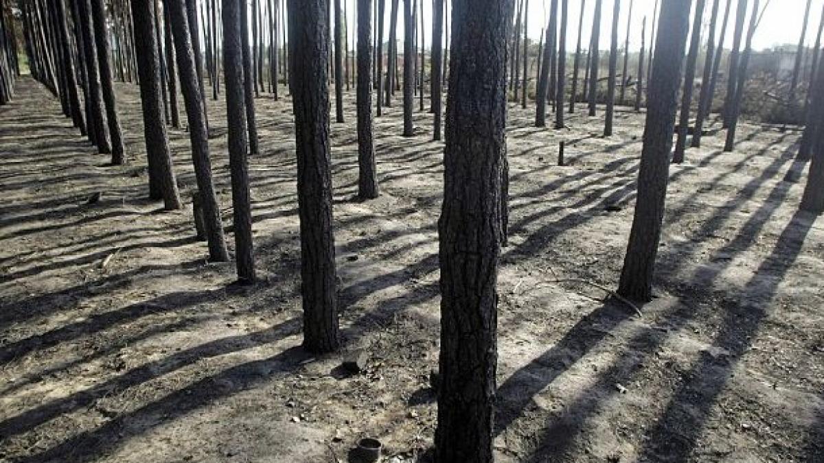 protestul naturii o padure din rusia mai poarta inca cicatricile celui de al doilea razboi mondial