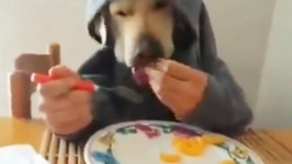 cainele manierat care stie sa manance cu furculita materialul video a facut senzatie pe internet