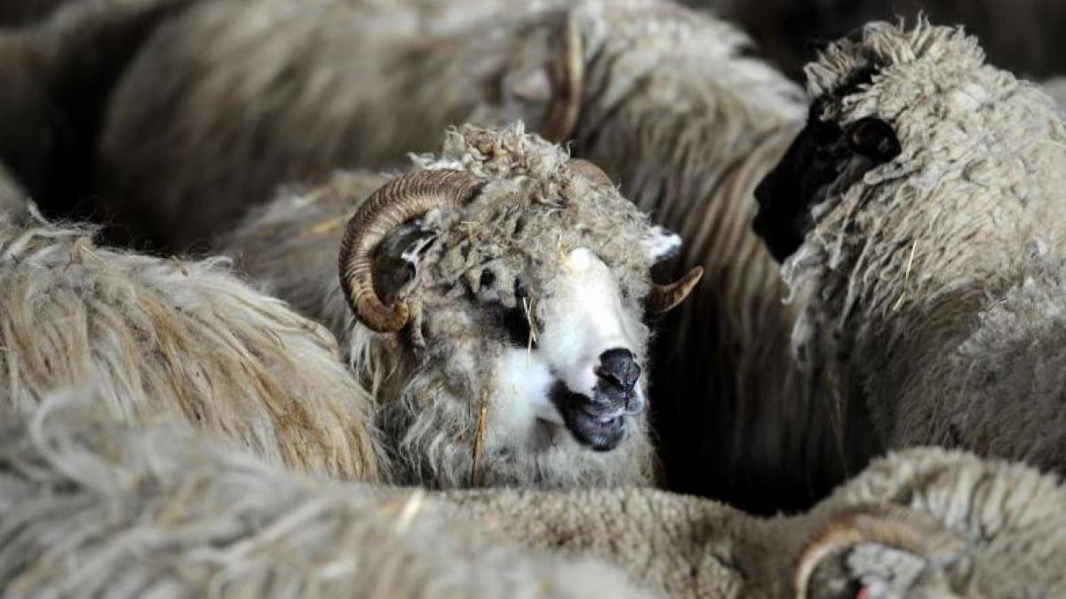 mormintele dintr un cimitir din dej au fost distruse de o turma de oi