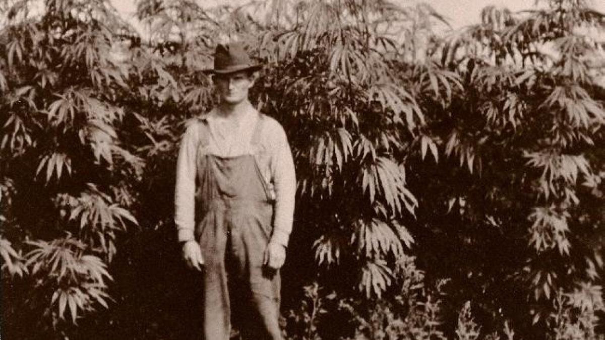 o scurta istorie a cannabisului