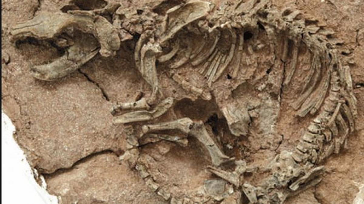 transilvania raiul cautatorilor de fosile de dinozauri