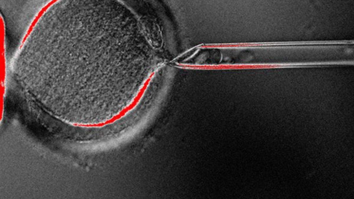 premiera in lumea stiintifica o noua metoda de clonare folosita pentru tratarea bolilor