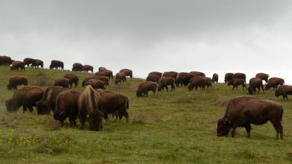 income ce au in comun preerile nord americane si campiile de langa cluj