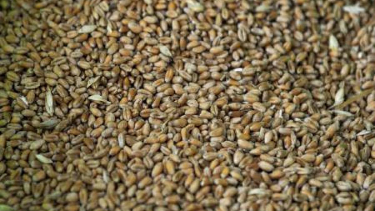 romania a exportat produse agroalimentare de sute de milioane graul si porumbul au ocupat primele