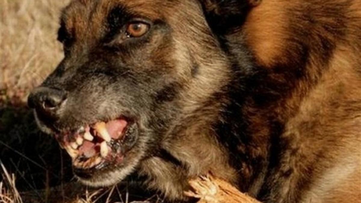 un barbat a fost devorat de caini pentru ca nu a avut bani de drum