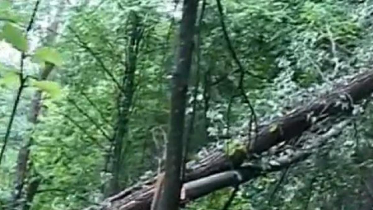 o padure din caras severin a fost facuta praf de niste hoti care vroiau sa fure iedera de pe copaci