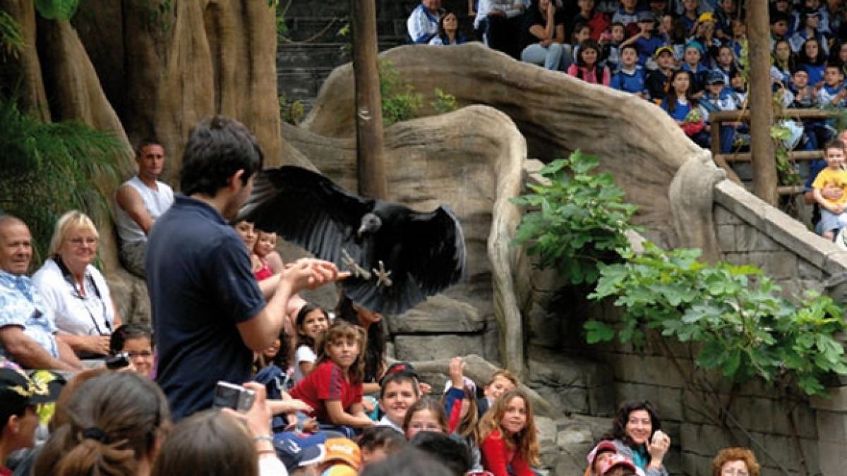 cum arata puiul de cerb care cantareste cat un hamster cercetatorii vor sa protejeze specia