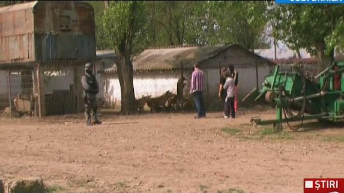 cainii suspectati ca au devorat de viu un barbat din braila ridicati de politisti de la o ferma din