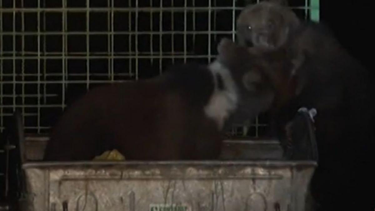 tomberoanele din apropierea rulotelor de pe valea cerbului loc de intalnire pentru ursii infometati