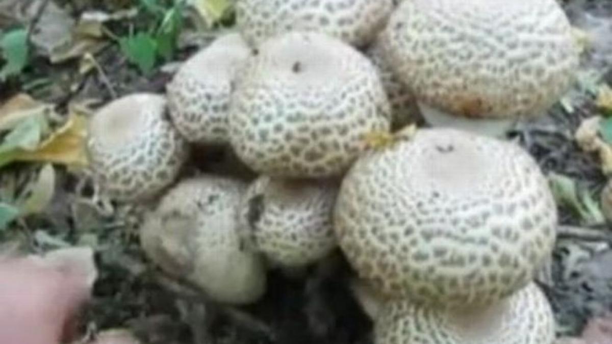 atentie mare la ciuperci patru copii din maramures au ajuns la spital dupa ce s au intoxicat cu