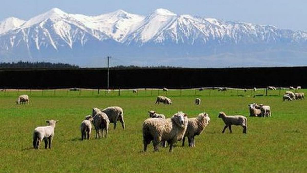 vesti bune pentru crescatorii de animale ponta se reiau subventiile