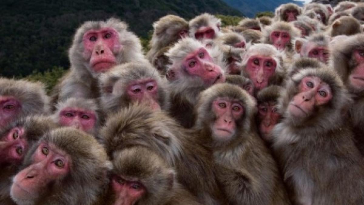 fortele aeriene chineze au apelat la macaci vezi ce i au pus sa protejeze