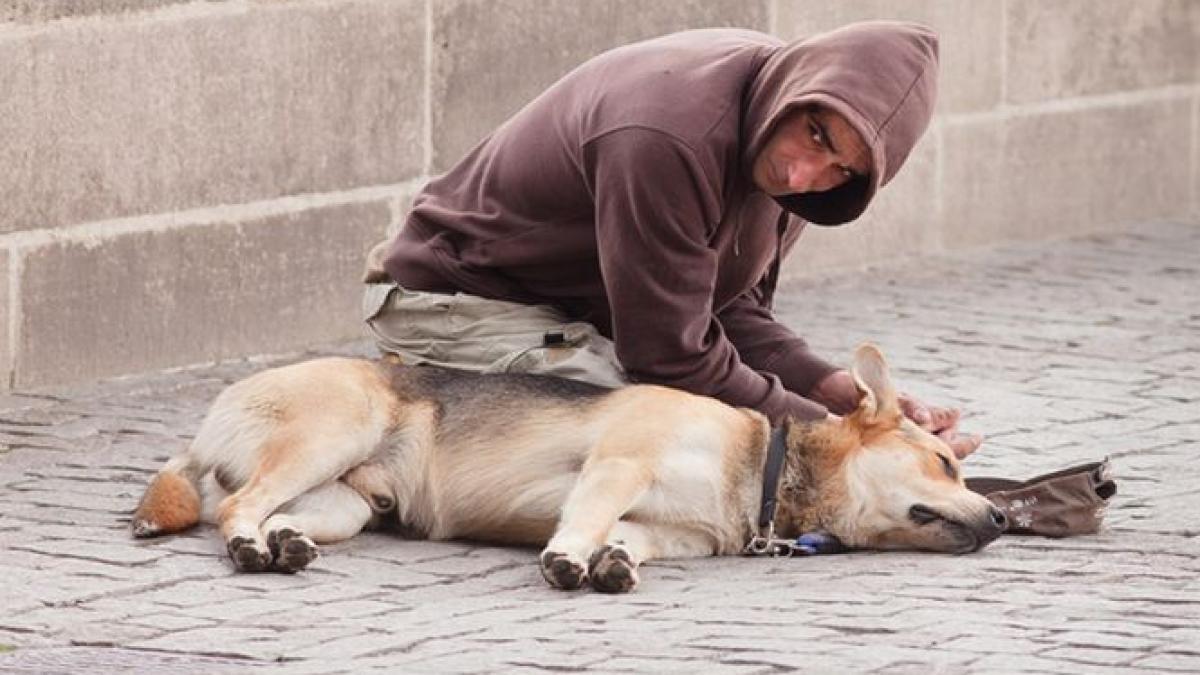 licenta pentru cersit autoritatile austriece vor sa legalizeze cersetoria