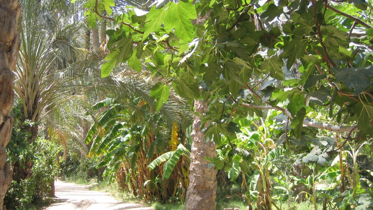 statiuni luxuriante acompaniate de paduri de portocali